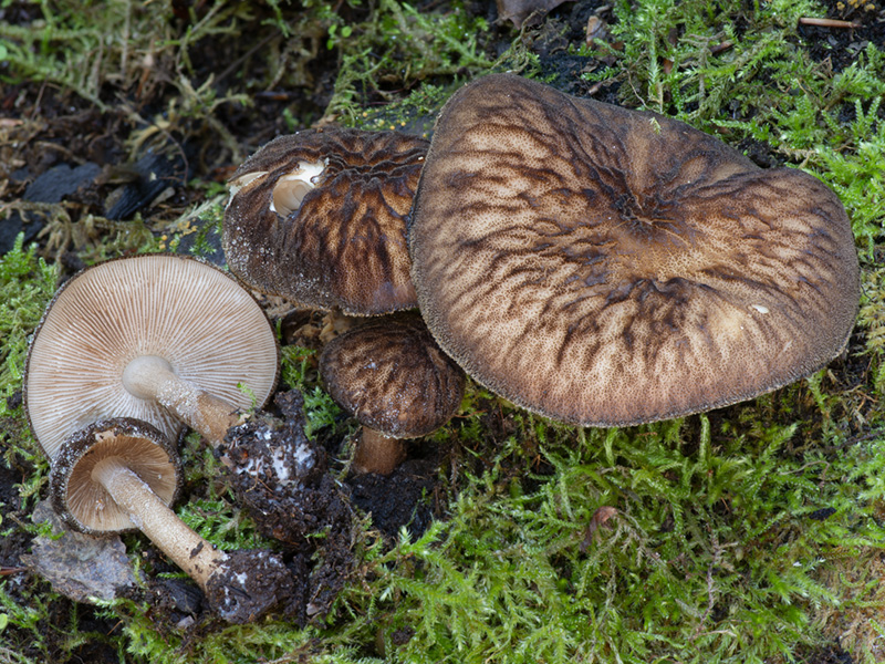 Pluteus umbrosus